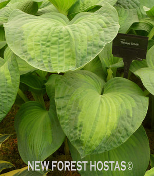 Hosta 'George Smith ' - New Forest Hostas & Hemerocallis