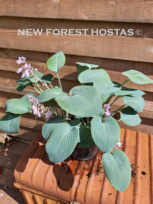 Hosta 'Halcyon' - New Forest Hostas & Hemerocallis