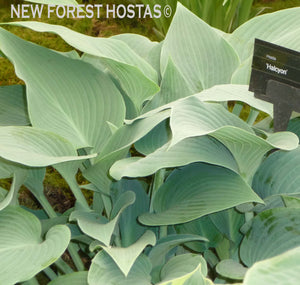 Hosta 'Halcyon' - New Forest Hostas & Hemerocallis