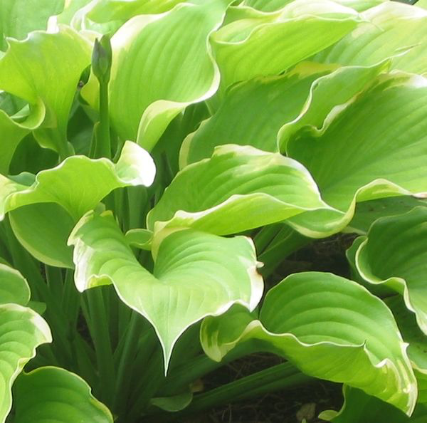 Hosta 'Winter Snow' - Larger Plants - New Forest Hostas & Hemerocallis