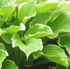 Hosta 'Winter Snow' - Larger Plants - New Forest Hostas & Hemerocallis