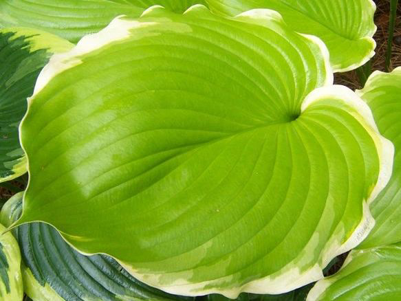 Hosta 'Winter Snow' - Larger Plants - New Forest Hostas & Hemerocallis