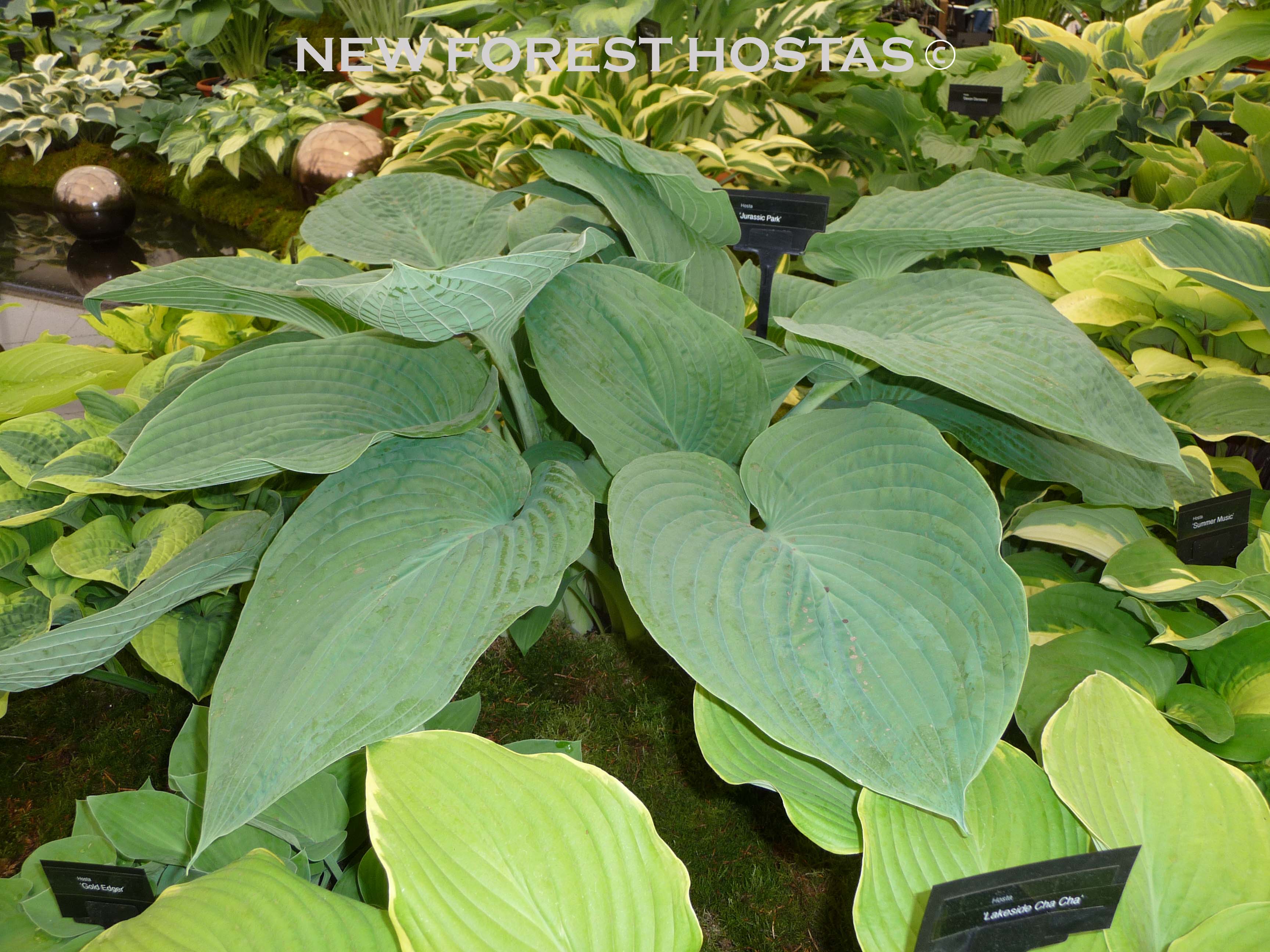Hosta 'Jurassic Park ' Larger Specimens - New Forest Hostas & Hemerocallis