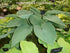 Hosta 'Jurassic Park ' Larger Specimens - New Forest Hostas & Hemerocallis