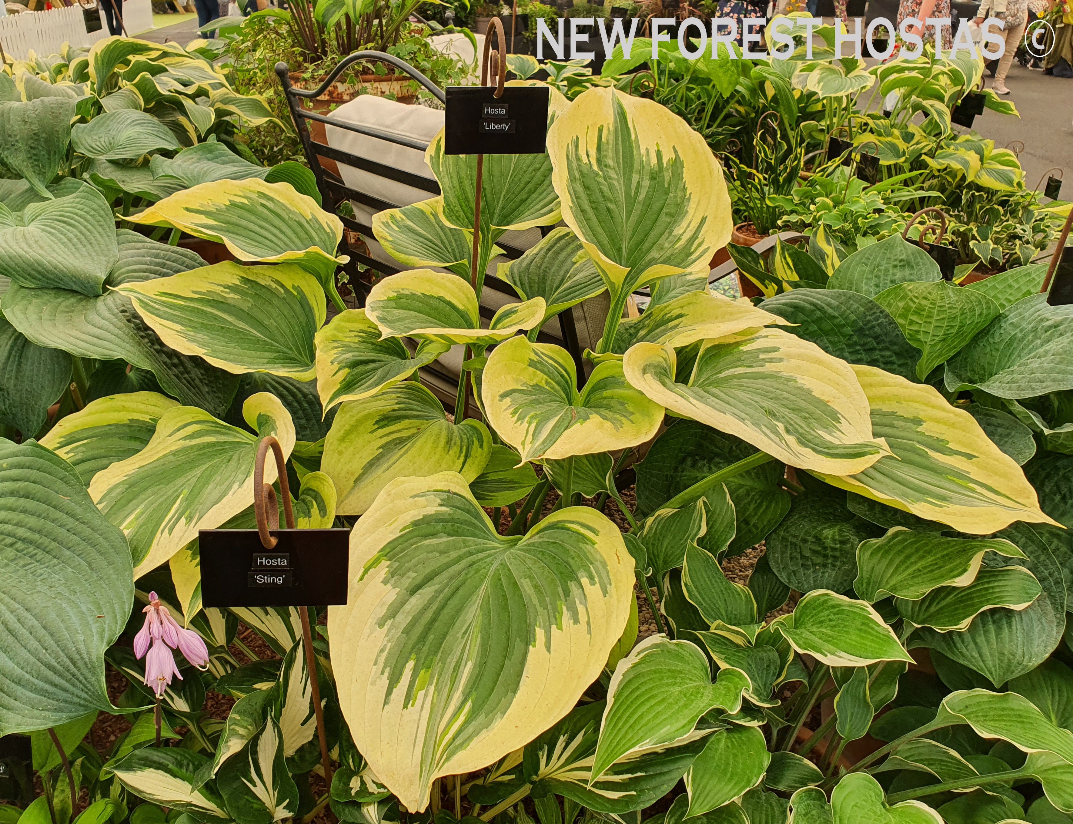 Hosta 'Liberty' - Large Specimen - New Forest Hostas & Hemerocallis