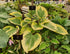 Hosta 'Liberty' - Large Specimen - New Forest Hostas & Hemerocallis