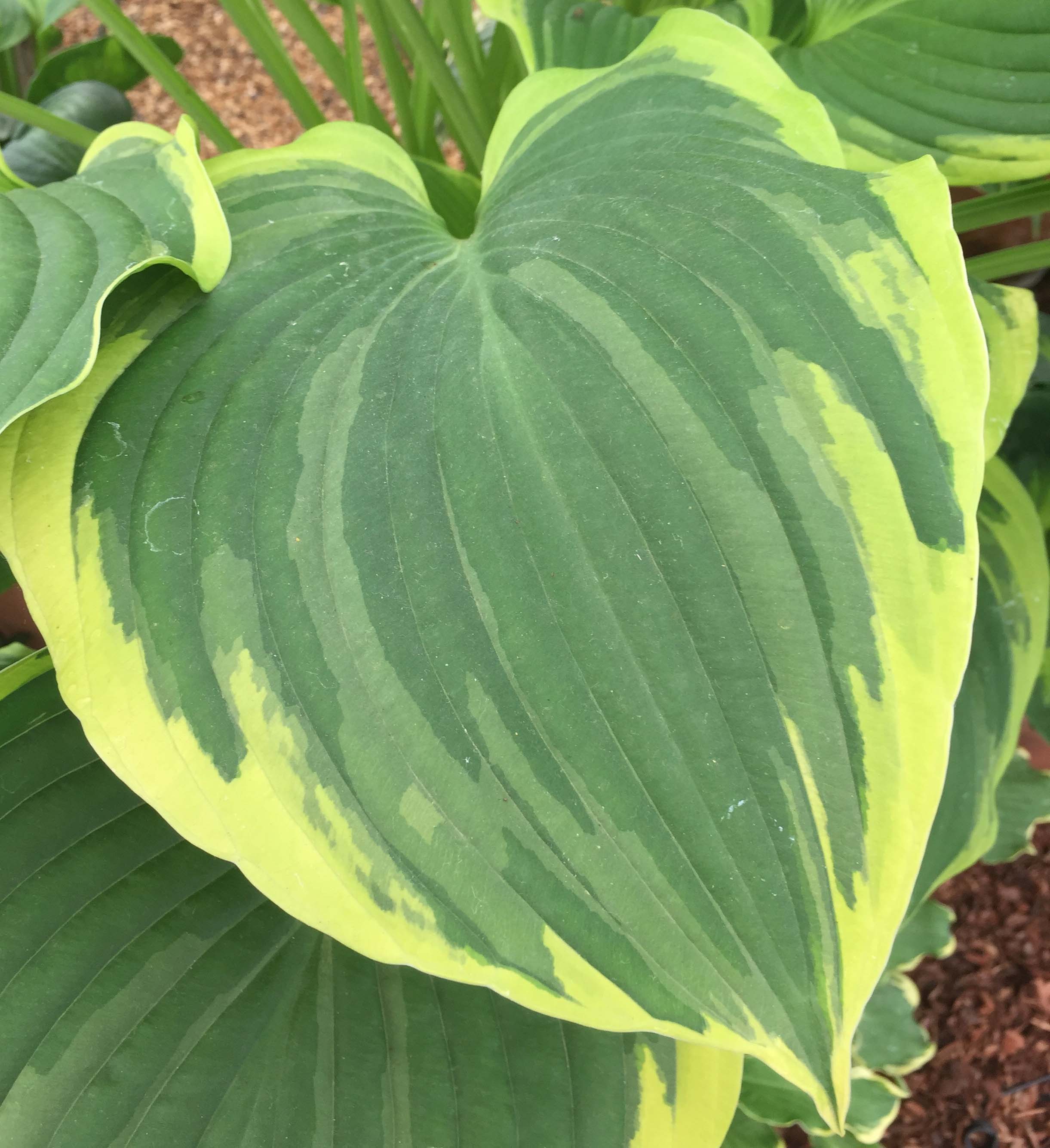 Hosta 'Liberty' - Large Specimen - New Forest Hostas & Hemerocallis