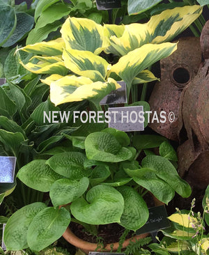 Hosta 'Liberty' - Large Specimen - New Forest Hostas & Hemerocallis