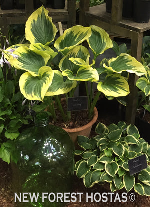 Hosta 'Liberty' - Large Specimen - New Forest Hostas & Hemerocallis