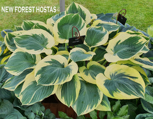 Blue and White Hosta Collection # 1
