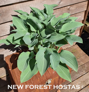 Hosta 'Krossa Regal' - New Forest Hostas & Hemerocallis