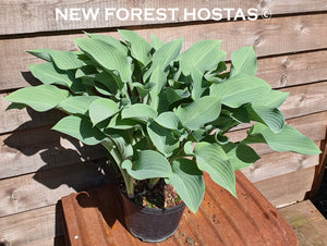 Hosta 'Krossa Regal' - New Forest Hostas & Hemerocallis
