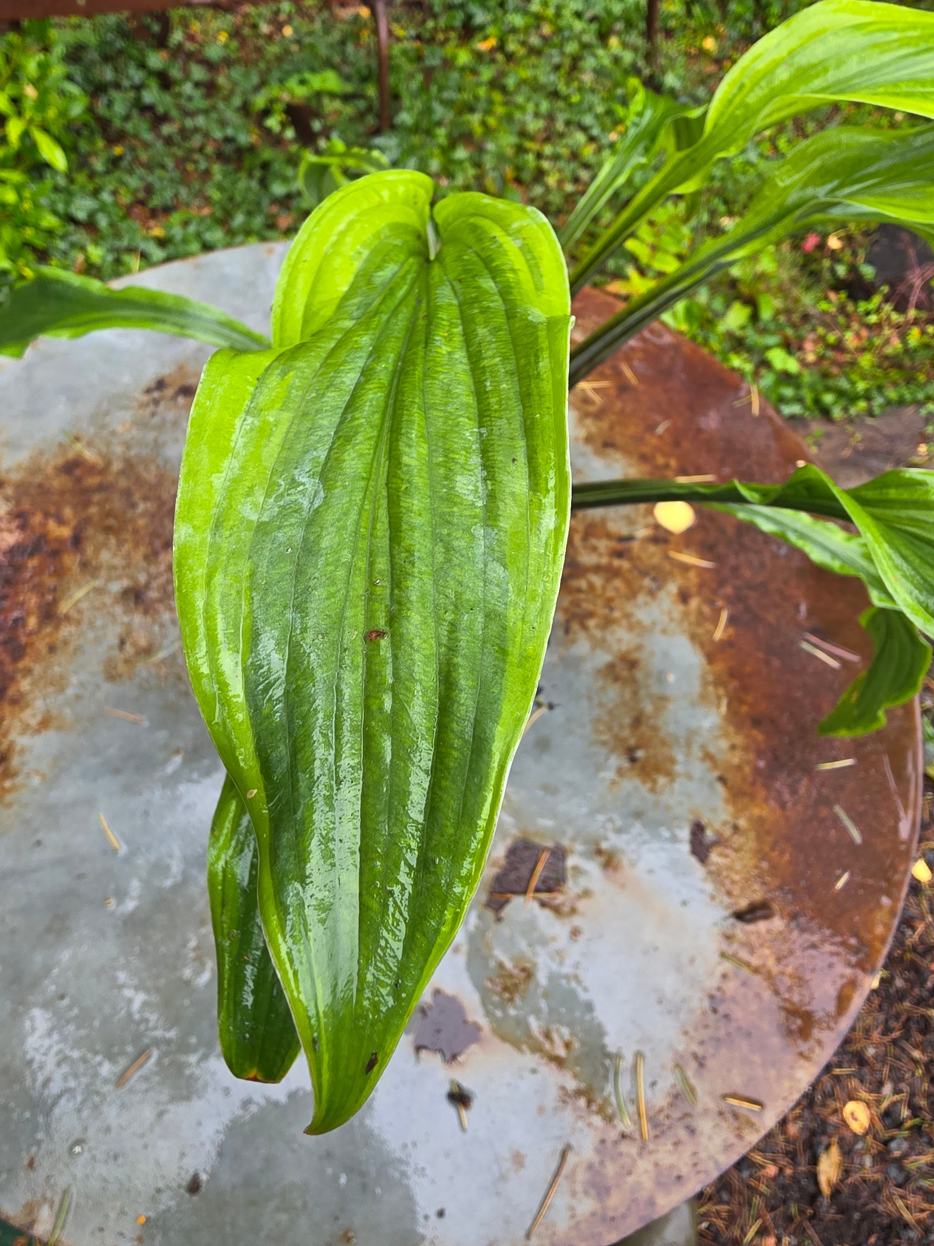 Hosta 'Lipstick Blush'