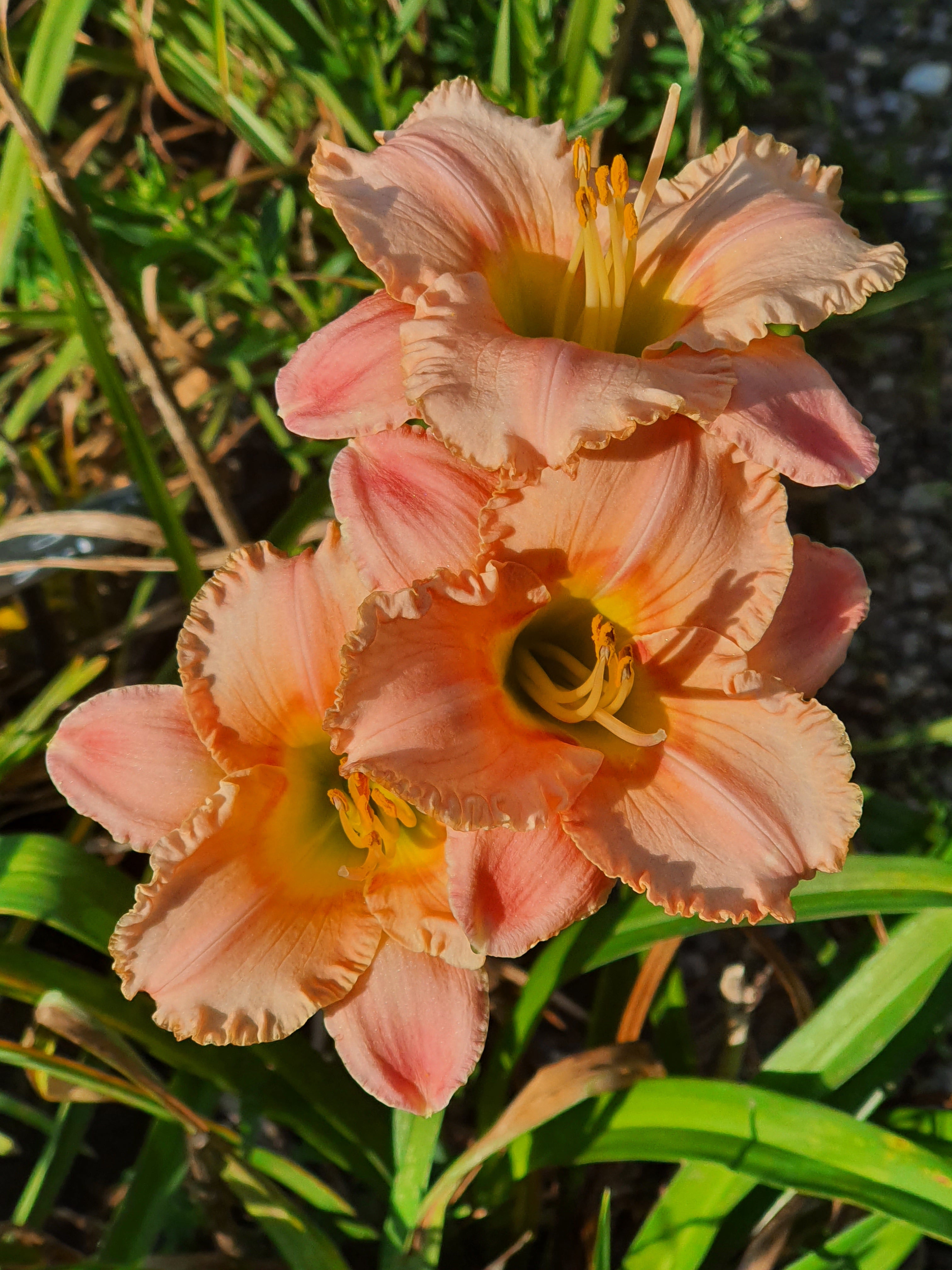 Hemerocallis 'Elegant Candy'