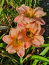 Hemerocallis 'Elegant Candy'