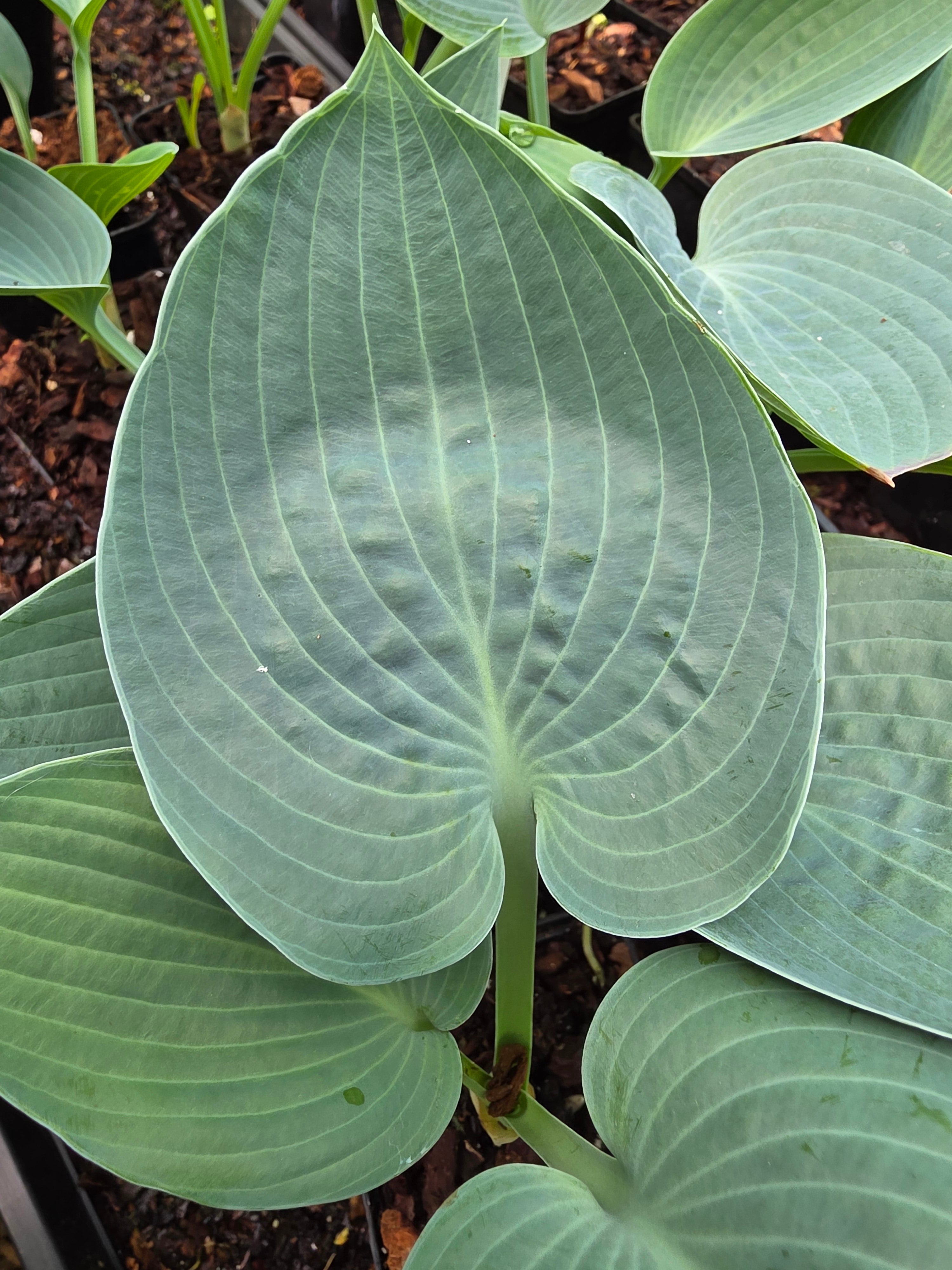 Hosta 'Osprey'