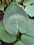 Hosta 'Osprey'