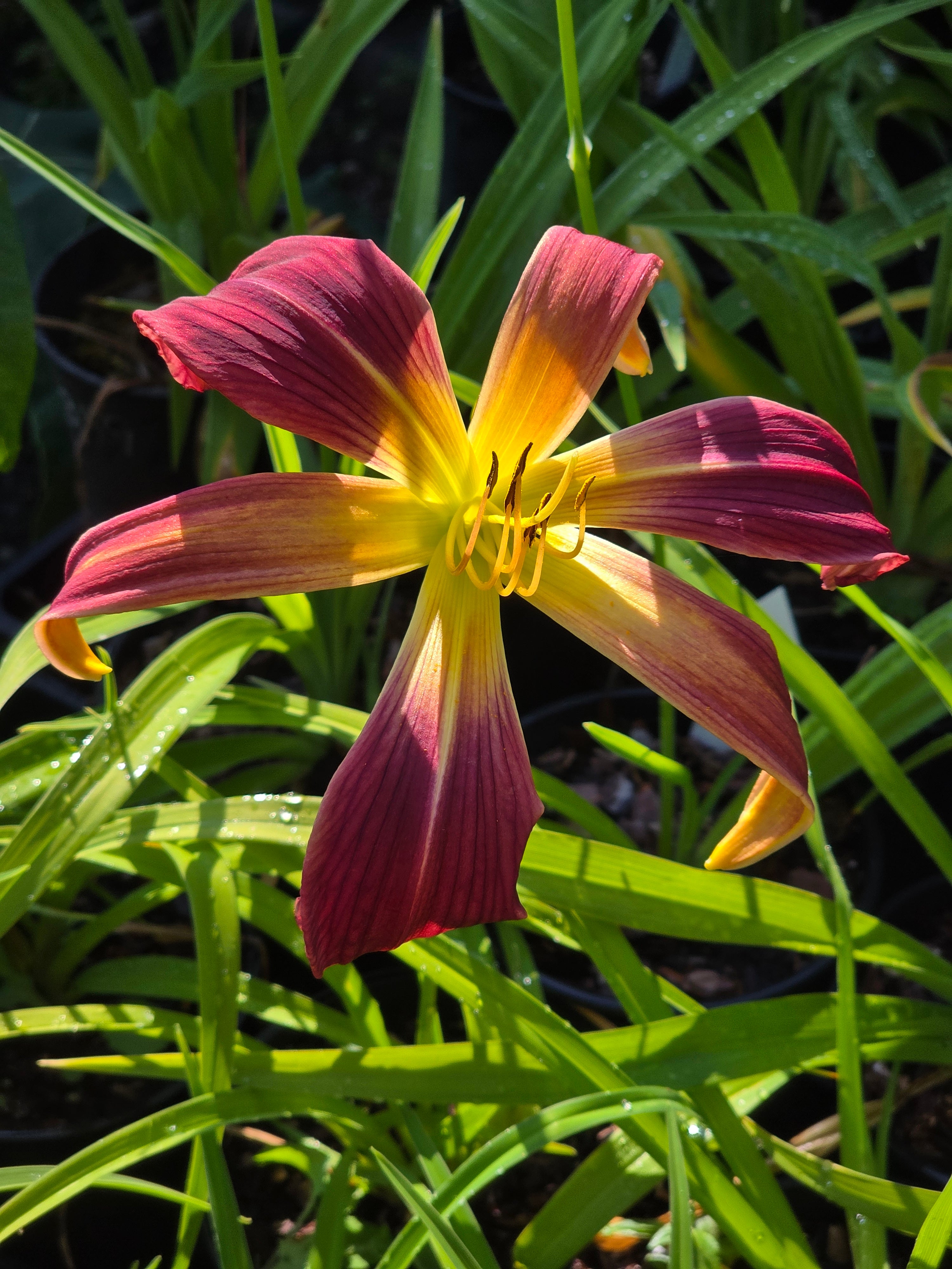 Hemerocallis 'Roger Grounds'