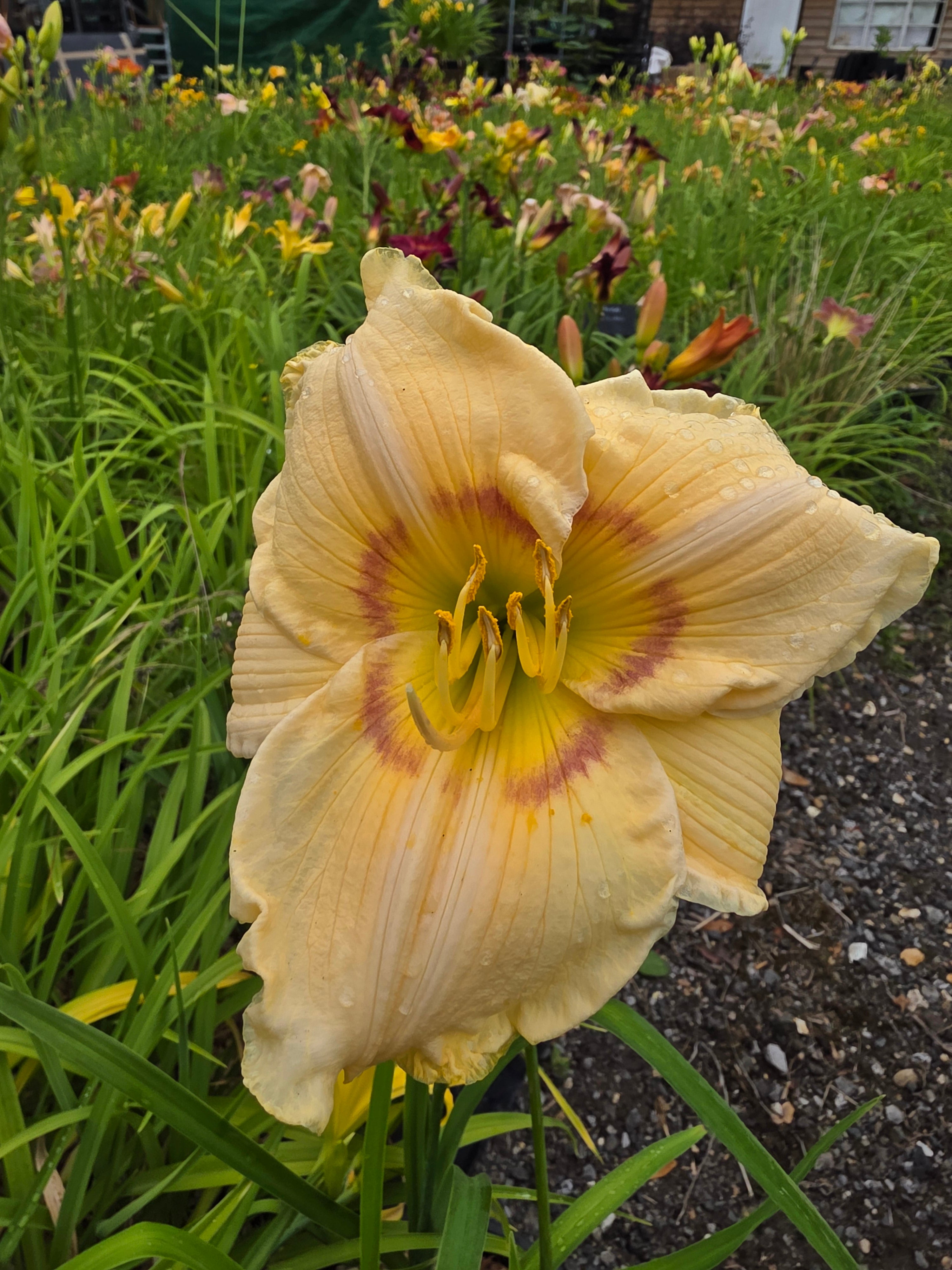 Hemerocallis 'High Energy'