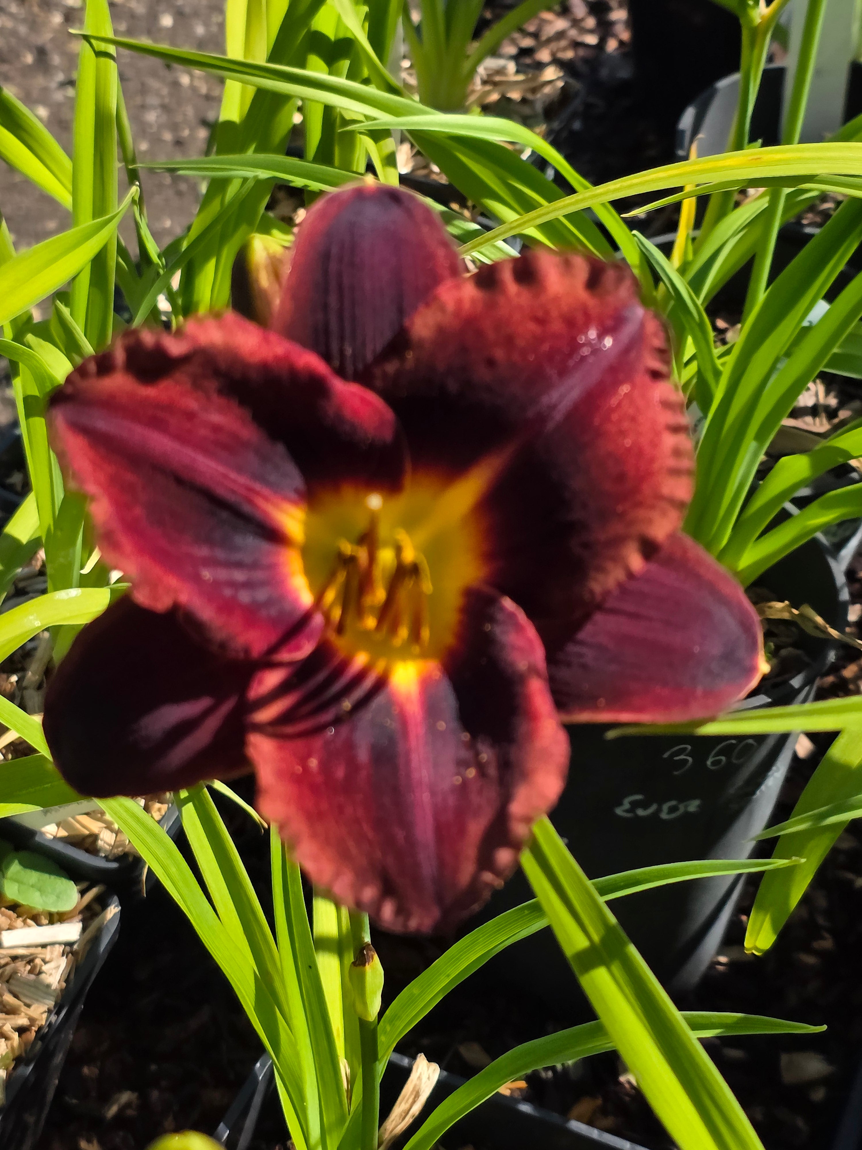 Hemerocallis 'Dominic'