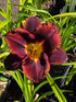 Hemerocallis 'Dominic'