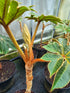 Tetrapanex papyrifer 'Rex' 10Ltr Collection Only.