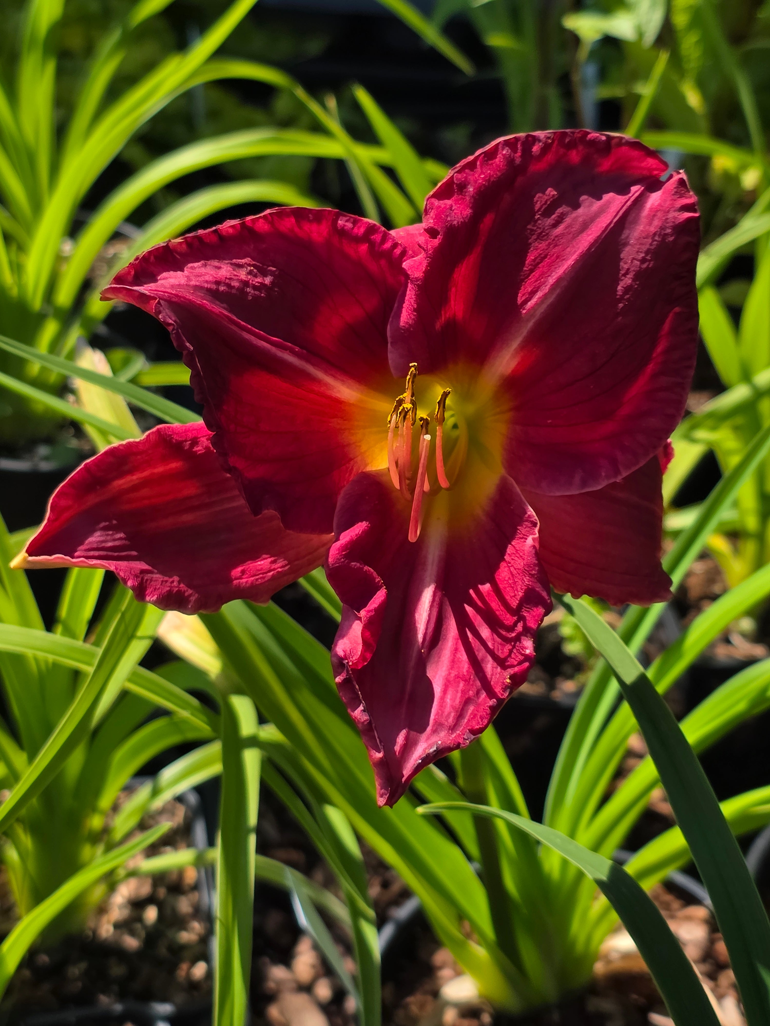 Hemerocallis 'Charles Johnston'