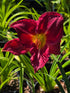 Hemerocallis 'Charles Johnston'