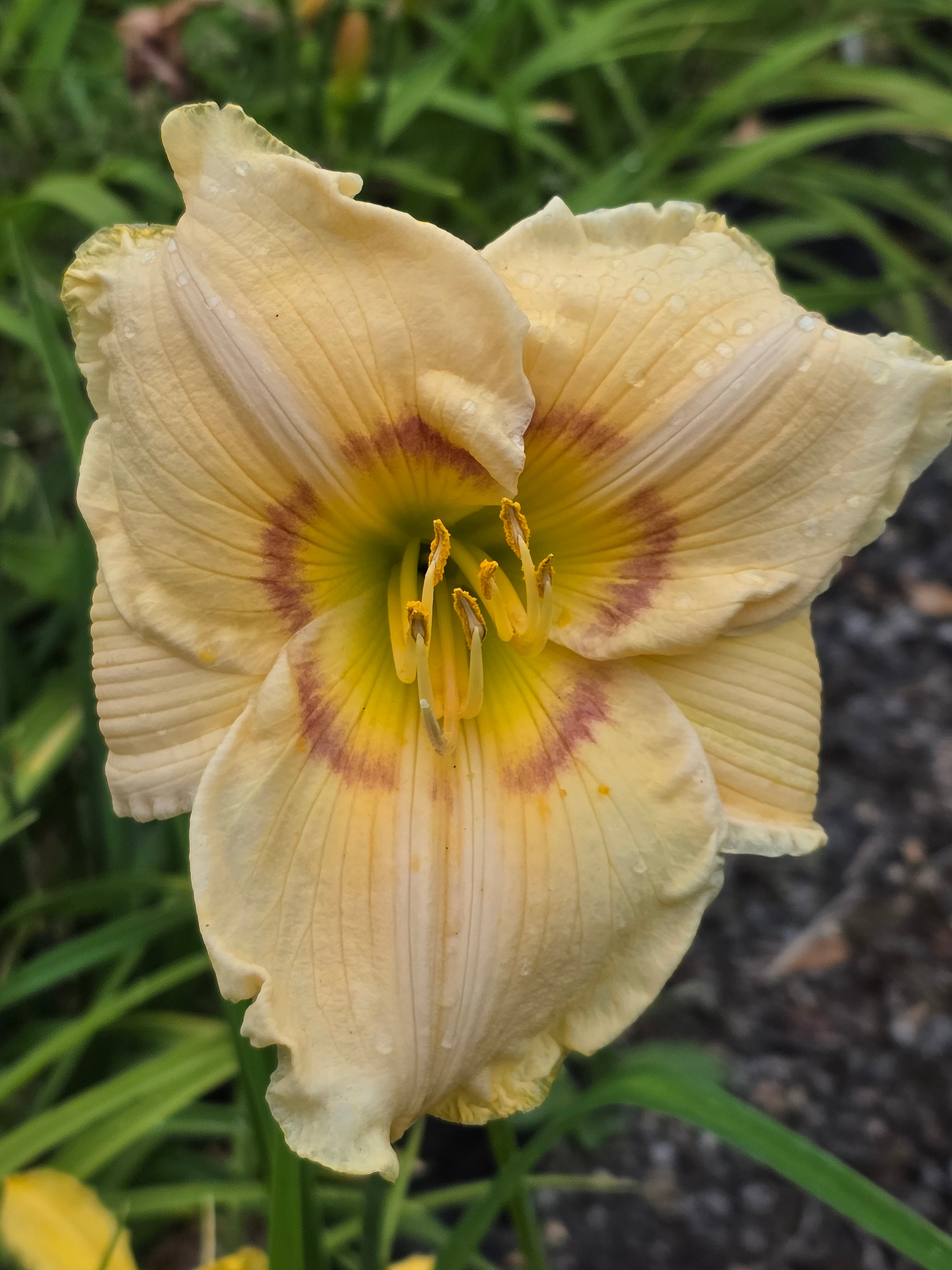 Hemerocallis 'High Energy'