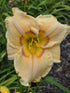 Hemerocallis 'High Energy'