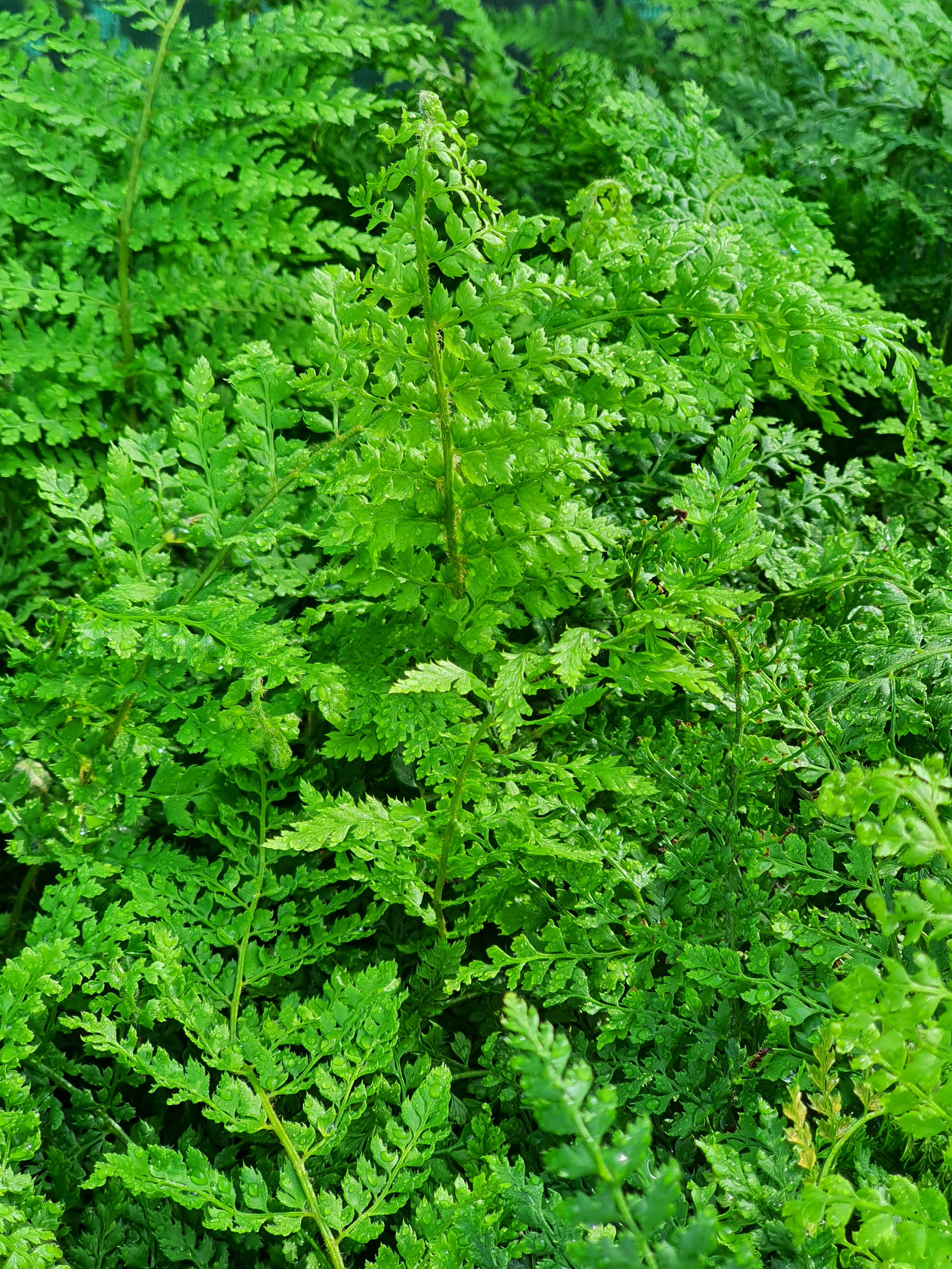 Polystichum setiferum 'Proliferum' 1.5-2 ltr