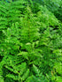 Polystichum setiferum 'Proliferum' 1.5-2 ltr