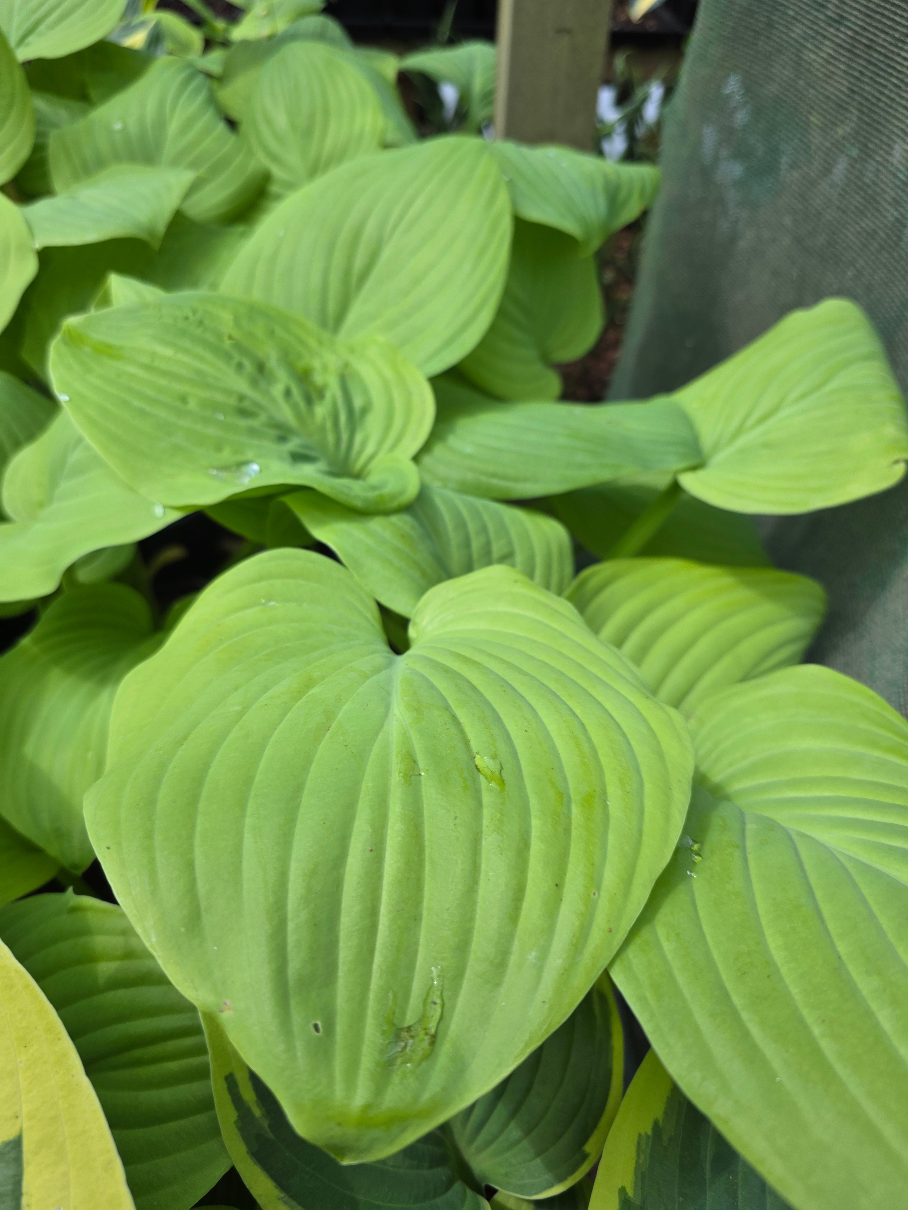 Hosta 'Fried Bananas'