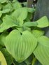 Hosta 'Fried Bananas'