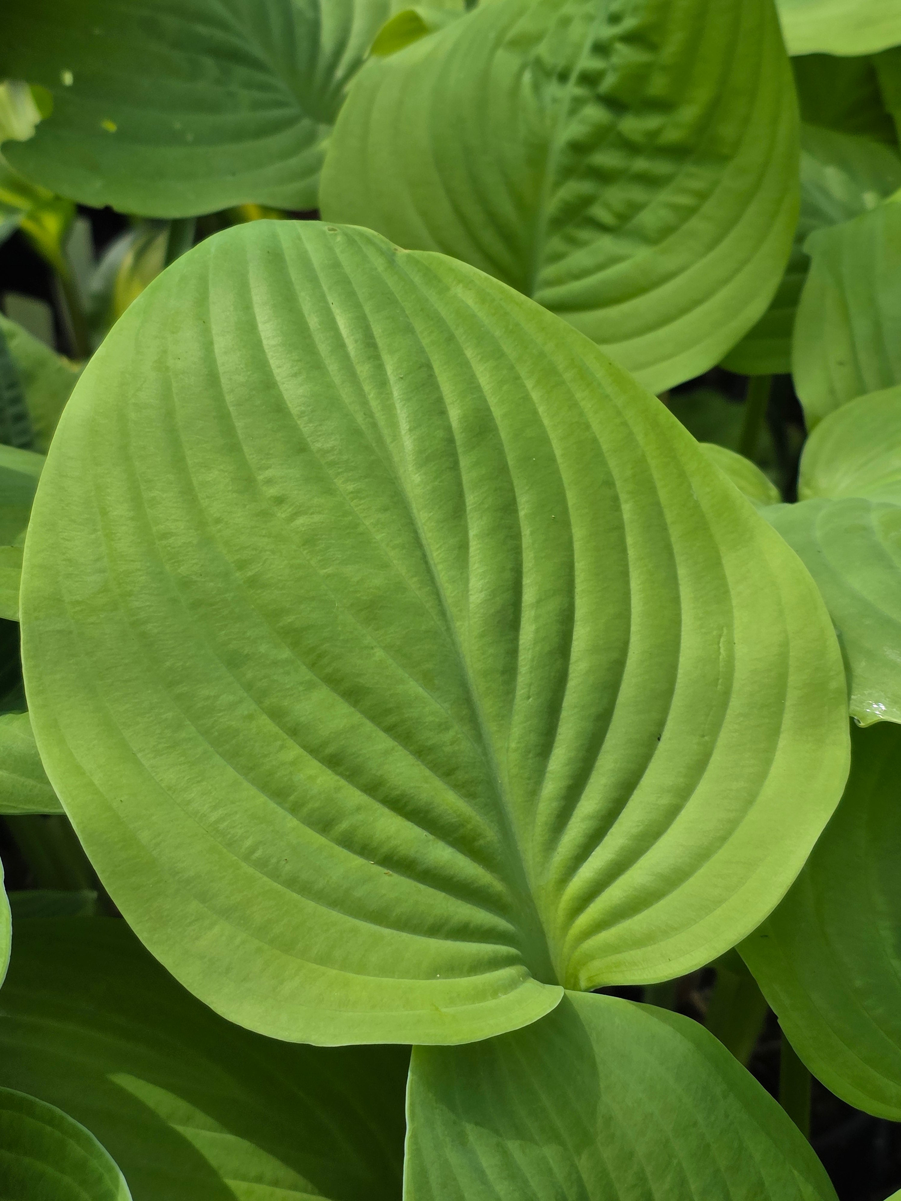 Hosta 'Fried Bananas'