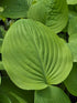 Hosta 'Fried Bananas'