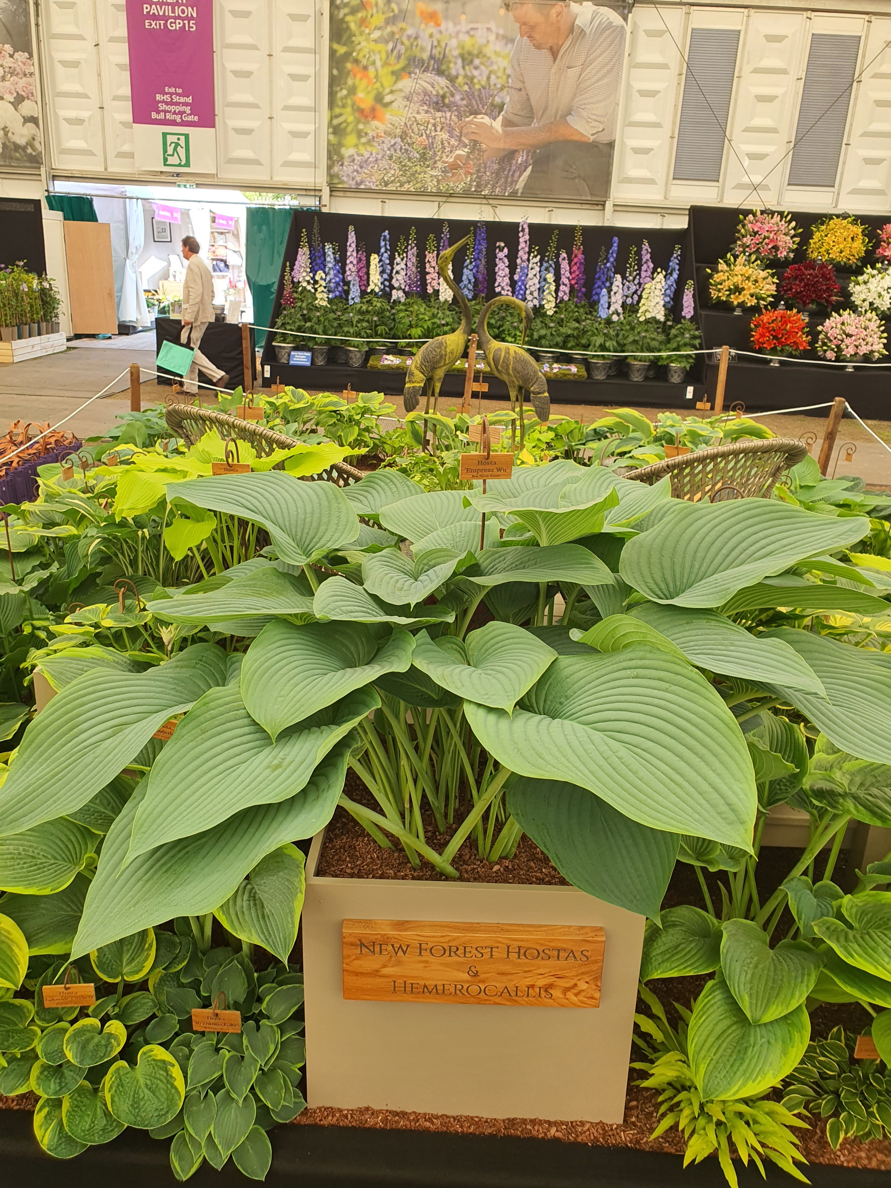 Hosta 'Empress Wu' 3lt  Deep Pot