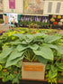 Hosta 'Empress Wu' 3lt  Deep Pot
