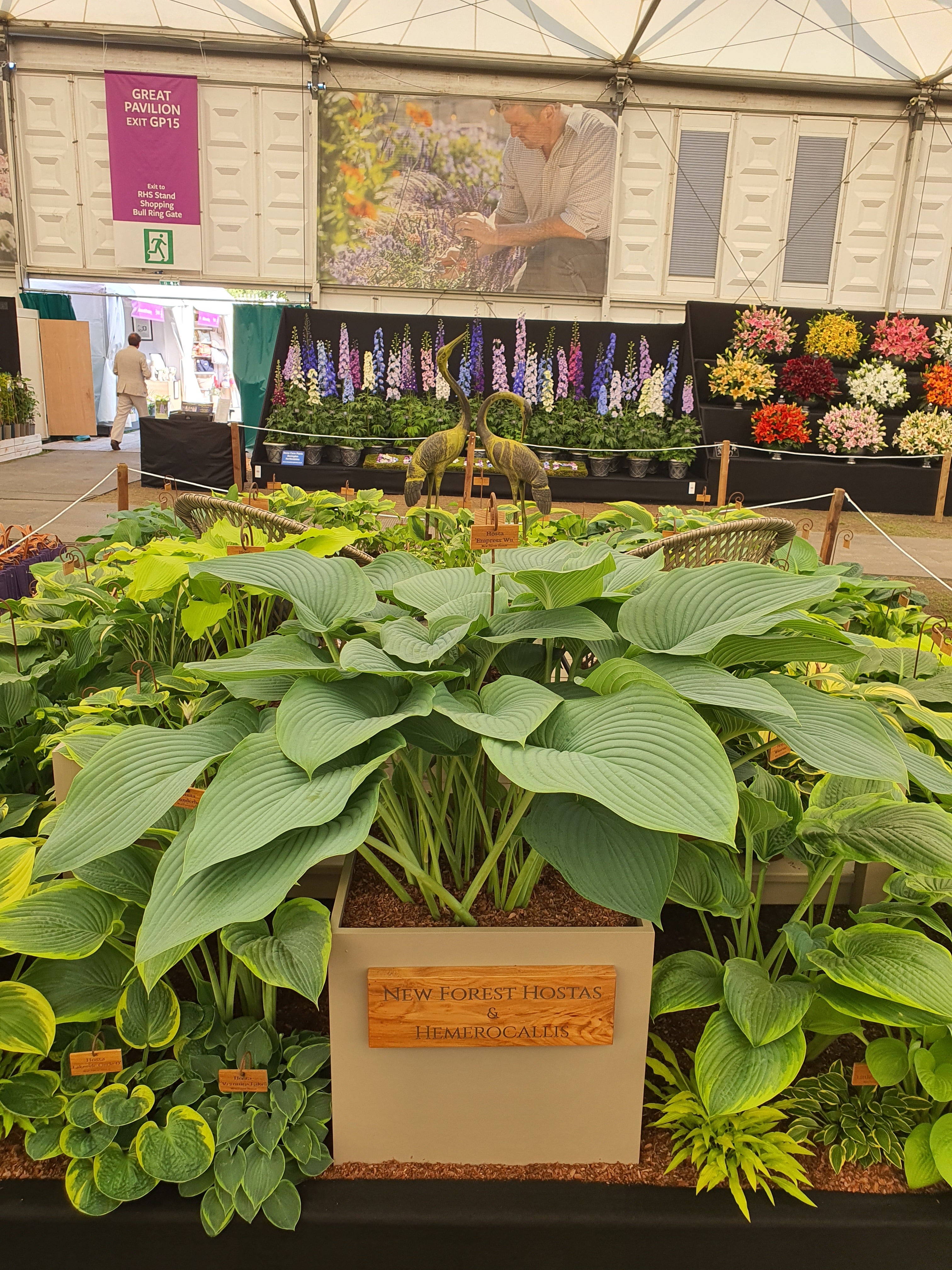 Hosta 'Empress Wu' - Larger Specimen 3lt Deep pot