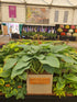 Hosta 'Empress Wu' - Larger Specimen 3lt Deep pot