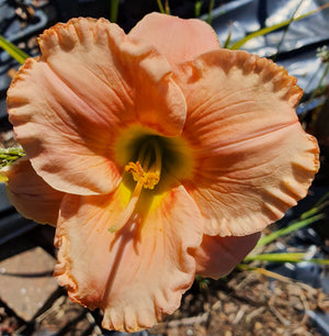 Hemerocallis 'Elegant Candy'