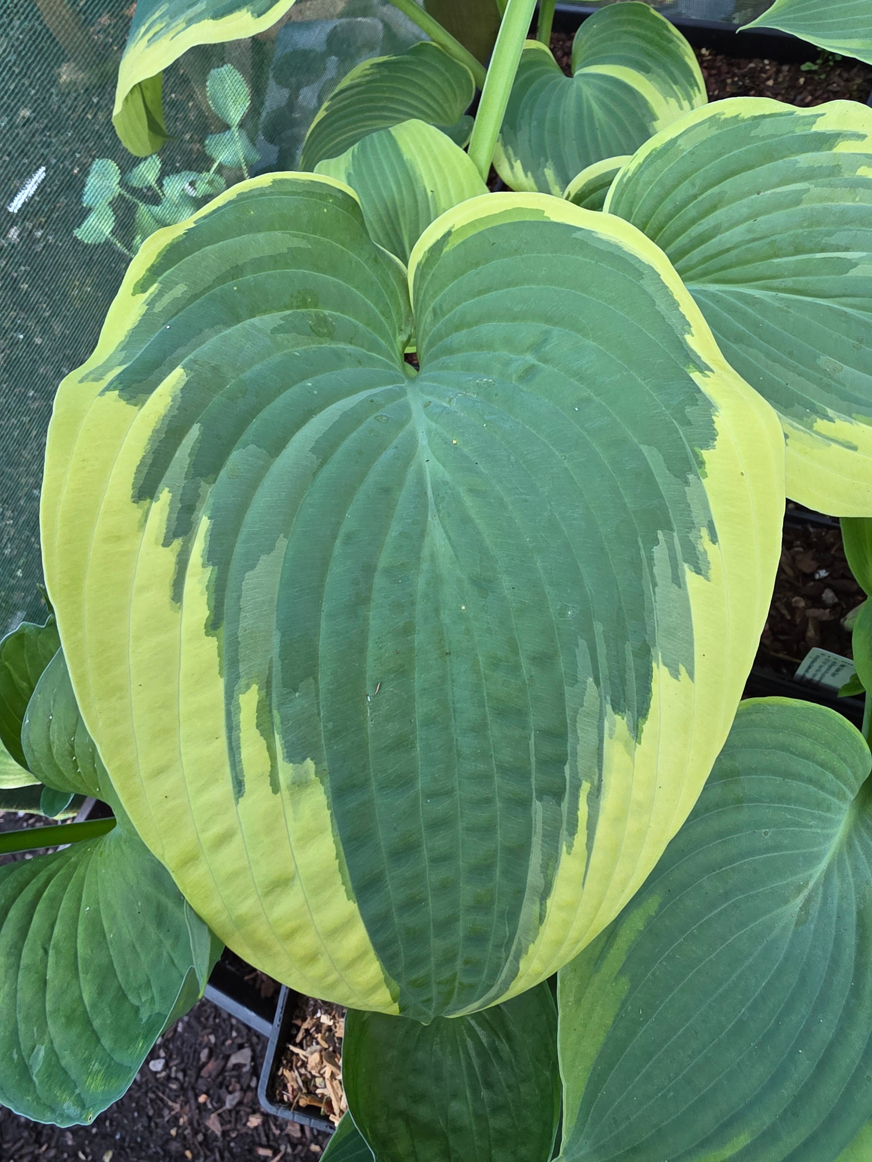 Hosta 'Robert Frost'
