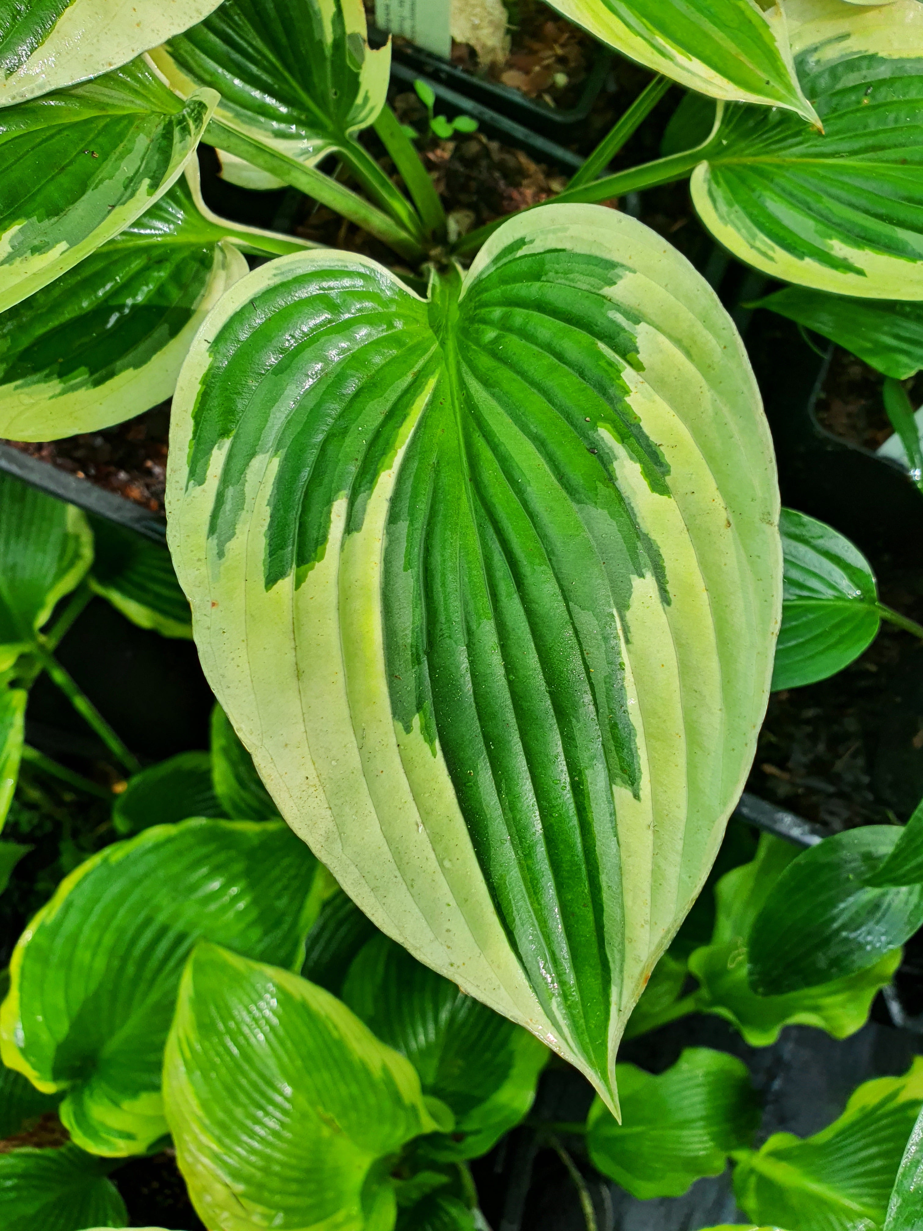 Hosta 'Tambourine'