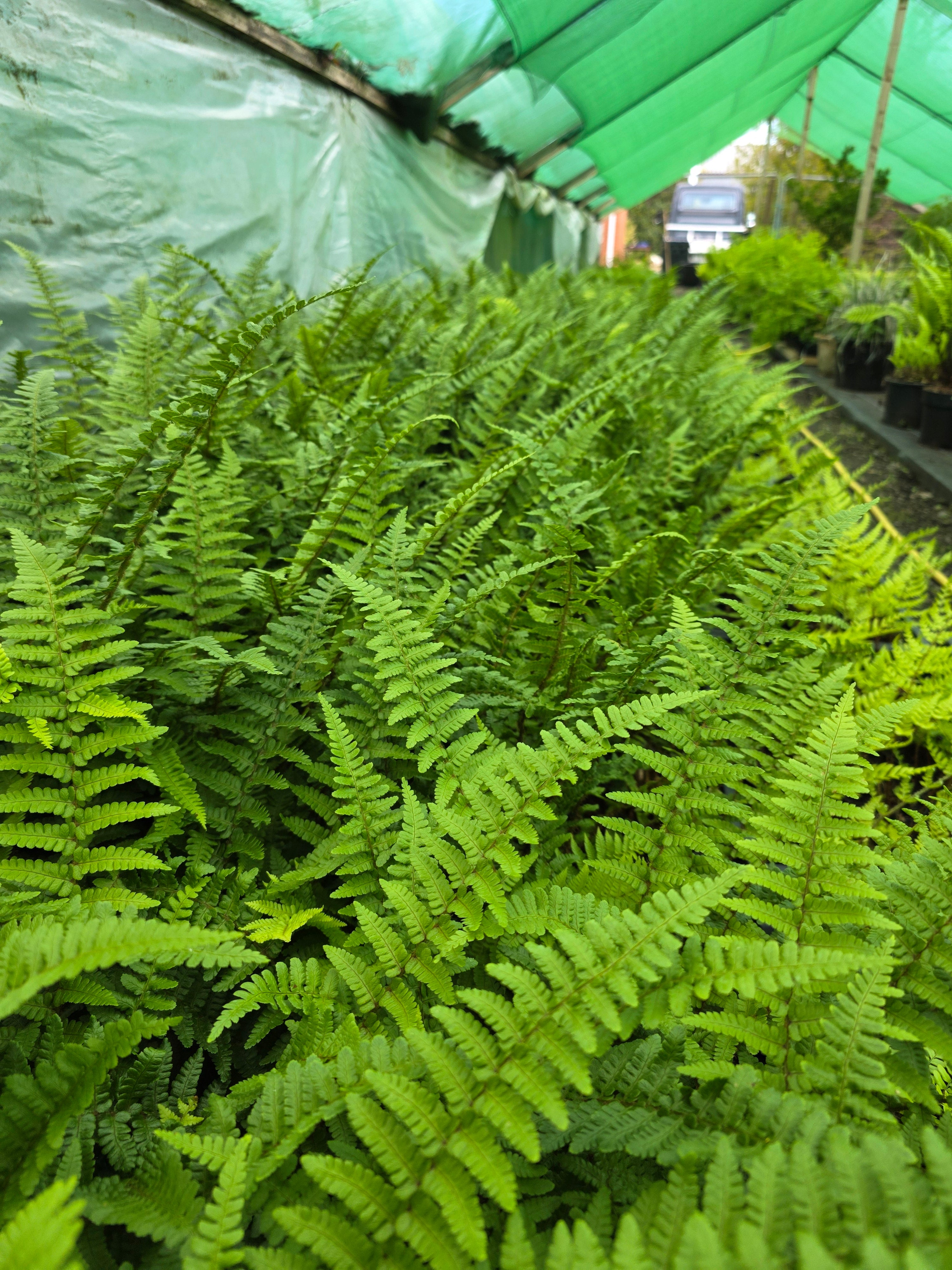 Dryopteris aff. 'Pinderi' 1.5-2 ltr
