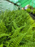 Dryopteris aff. 'Pinderi' 1.5-2 ltr