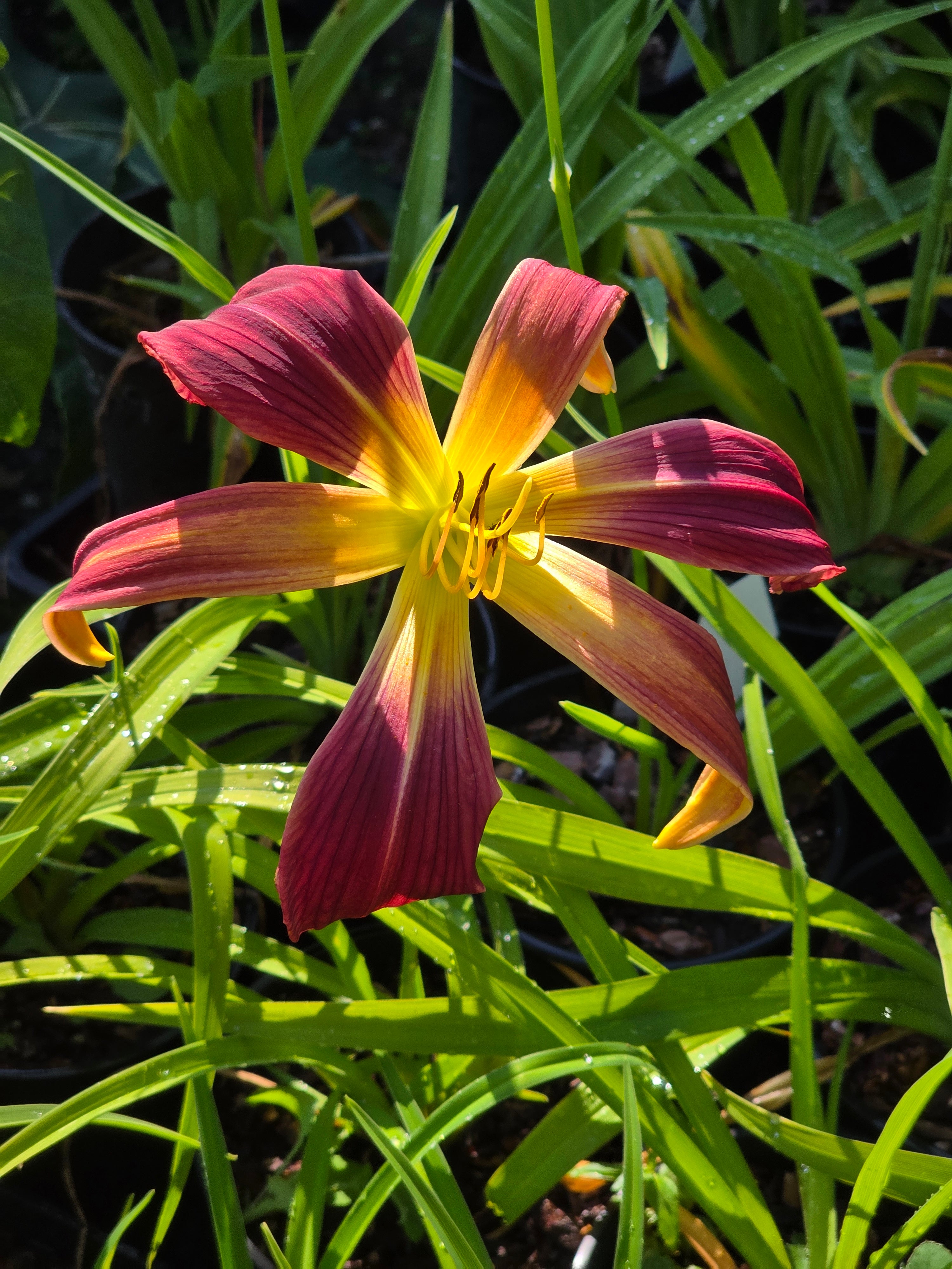 Hemerocallis 'Roger Grounds'