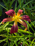 Hemerocallis 'Roger Grounds'