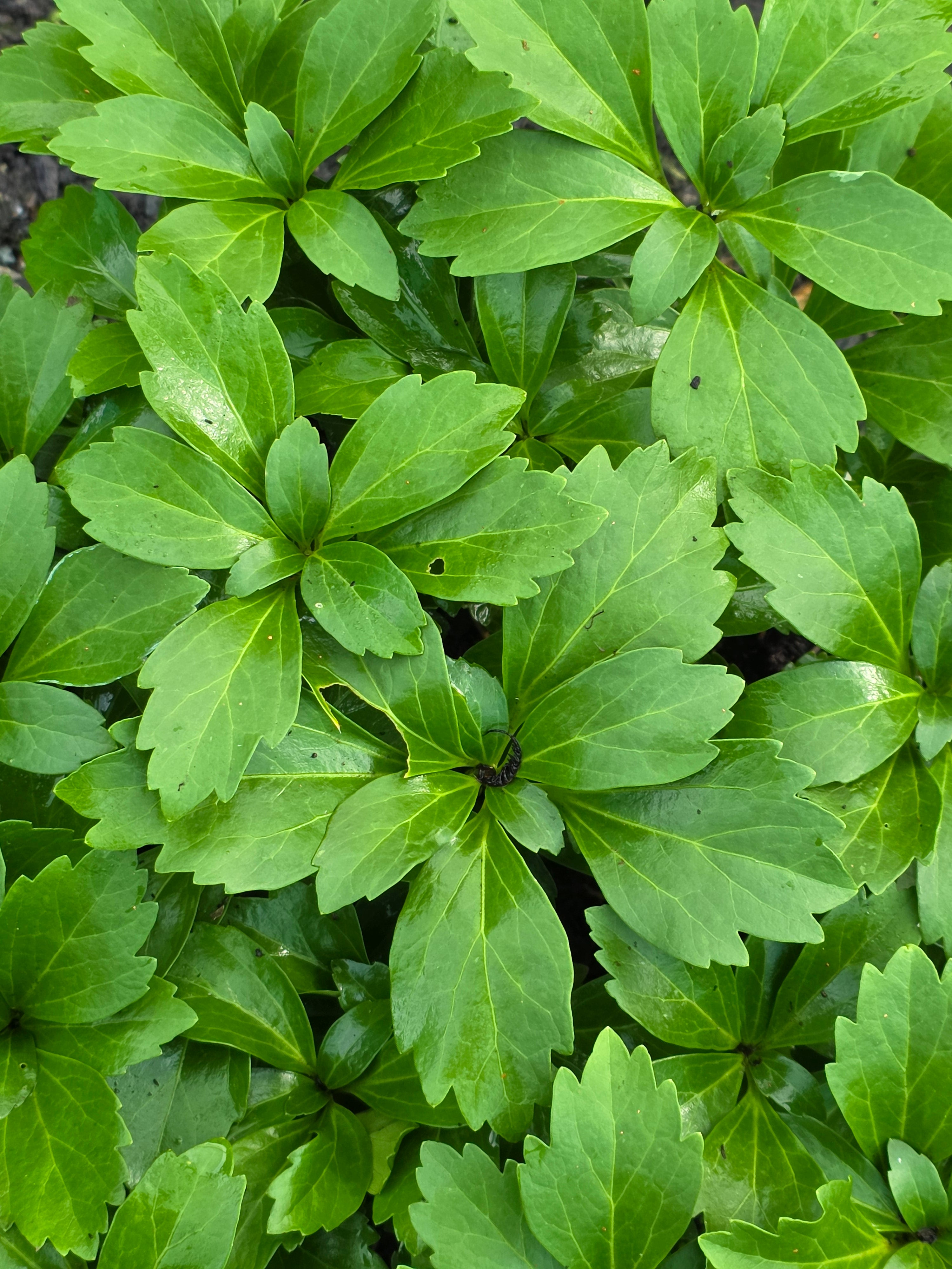 Pachysandra terminalis