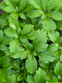 Pachysandra terminalis