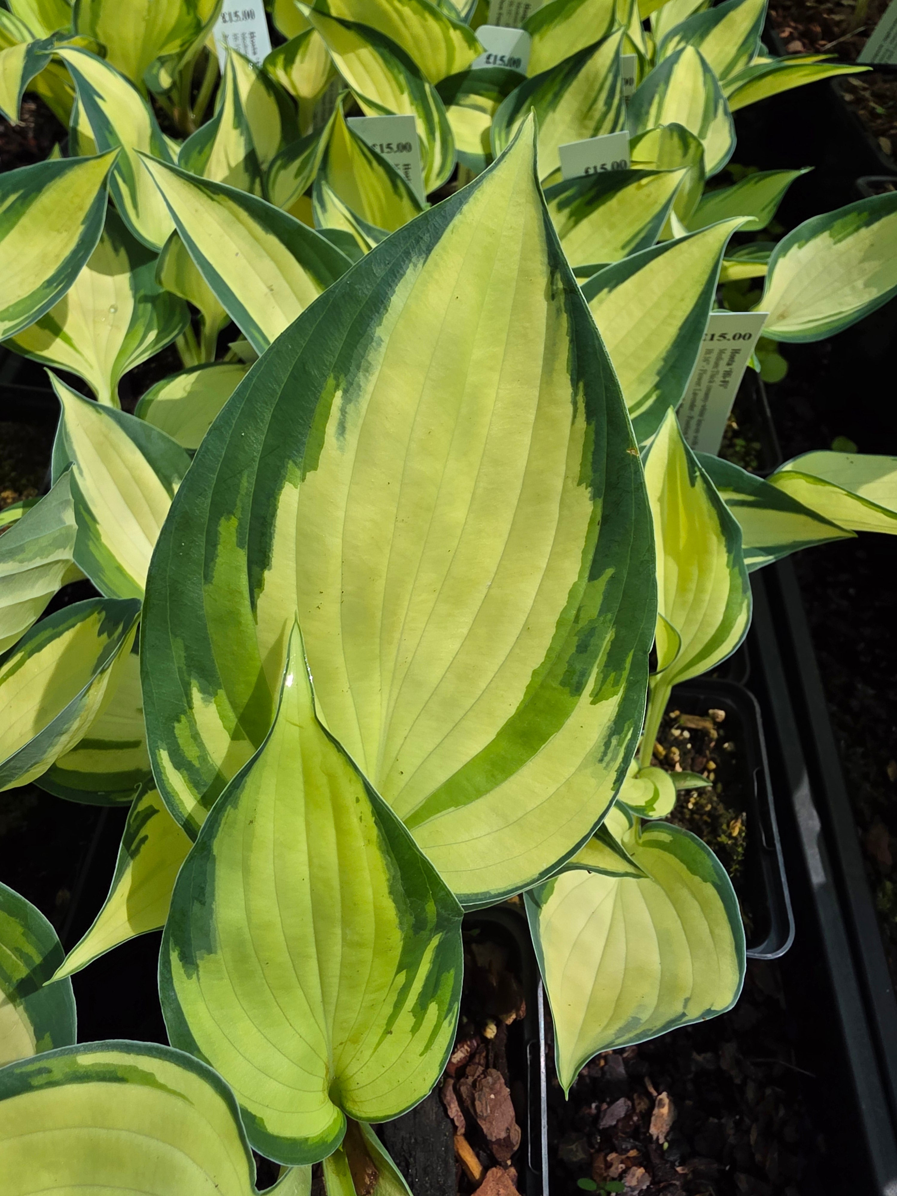 Hosta 'Hi-Fi'